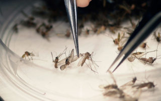 mosquitos in lab