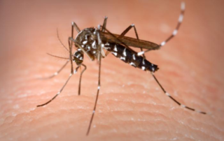 mosquito on skin