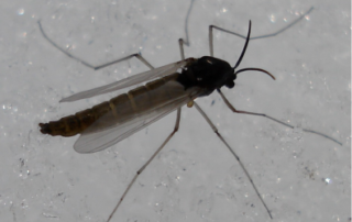 midge up close